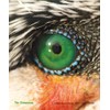 'Cleaning Cloth for Spectacles Eye of Kormoran "