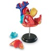 Learning Resources Human Heart Model, Working Heart Model, Anatomy for