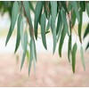 BSD Organics Eucalyptus Leaves dried for tea, steam & more