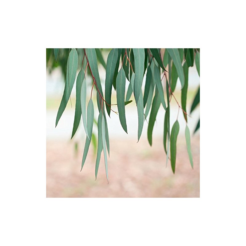 BSD Organics Eucalyptus Leaves dried for tea, steam & more