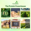 Outsidepride Soybean Seeds - 10 lbs High-Protein & High Yield