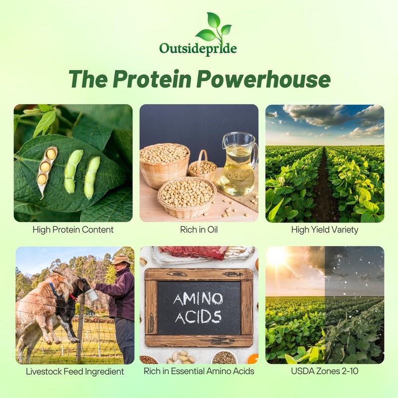 Outsidepride Soybean Seeds - 10 lbs High-Protein & High Yield