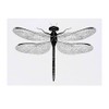 'Dragonfly Top View' Temporary Tattoo - Water Resistant, Skin-Safe, Non-Toxic
