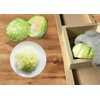 Wooden Cabbage Shredder, Mandoline Slicer for Sauerkraut, Coleslaw. Finger Protection