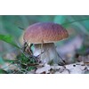 CEMEHA SEEDS Porcini Mushroom (King Boletus) Mycelium Spores Spawn Dried