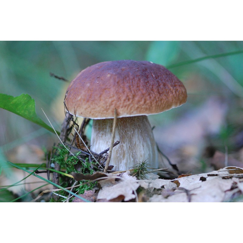 CEMEHA SEEDS Porcini Mushroom (King Boletus) Mycelium Spores Spawn Dried