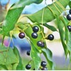 55 Camphor Tree Seeds Cinnamomum camphora camphorwood Camphor Laurel