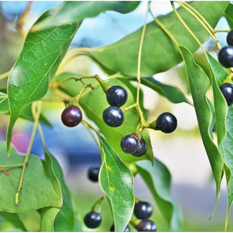 55 Camphor Tree Seeds Cinnamomum camphora camphorwood Camphor Laurel