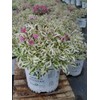 Proven Winners - Weigela florida My Monet (Weigela) Shrub, pink