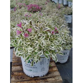 Proven Winners - Weigela florida My Monet (Weigela) Shrub, pink flowers, #2 - Size Container