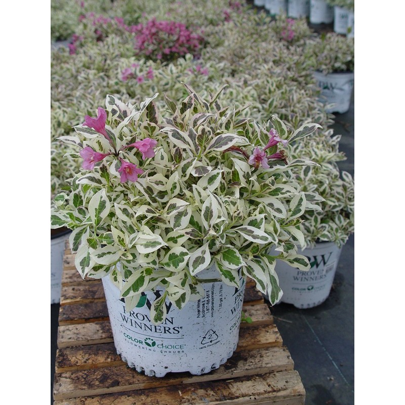 Proven Winners - Weigela florida My Monet (Weigela) Shrub, pink