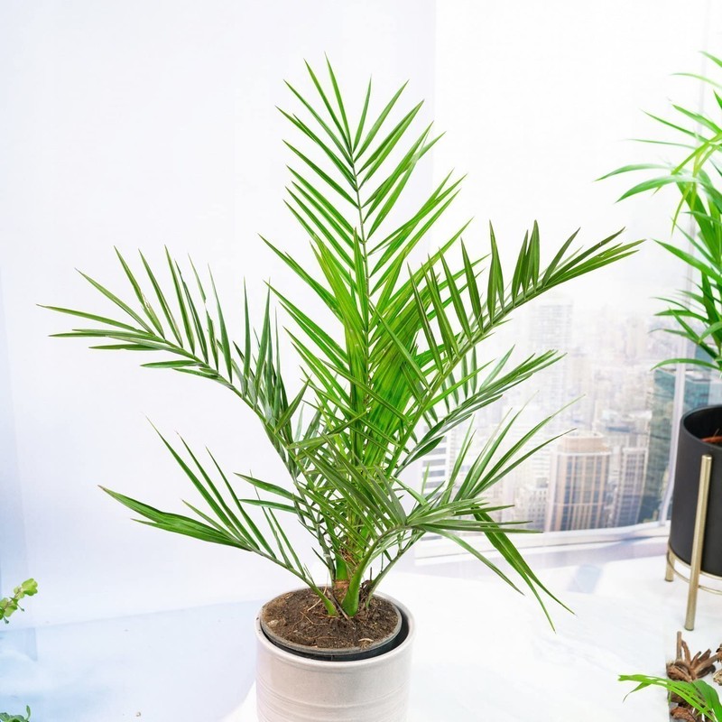 SeedsUP - 4+ Seeds Phoenix Palm Canary Island Date Palm