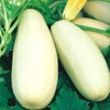 HeirloomSupplySuccess 10 True Heirloom White Bush Lebanese Summer Squash Seeds
