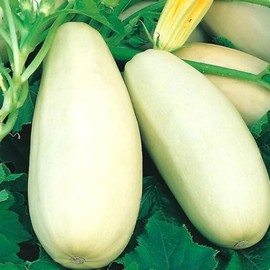 HeirloomSupplySuccess 10 True Heirloom White Bush Lebanese Summer Squash Seeds