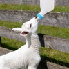 2PCS 800ml Lamb Feeding Bottle Goat Feeder Bottles Hang Upside