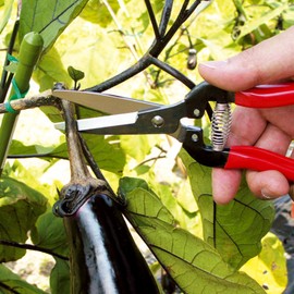 Ars Corporation garden scissors wide blade (blister packs included) 300LW-BP