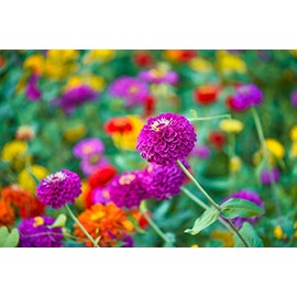 Cut and Come Back Zinnia Seeds for Planting - 250+ Seeds - Vibrant Colors Come Back All Season