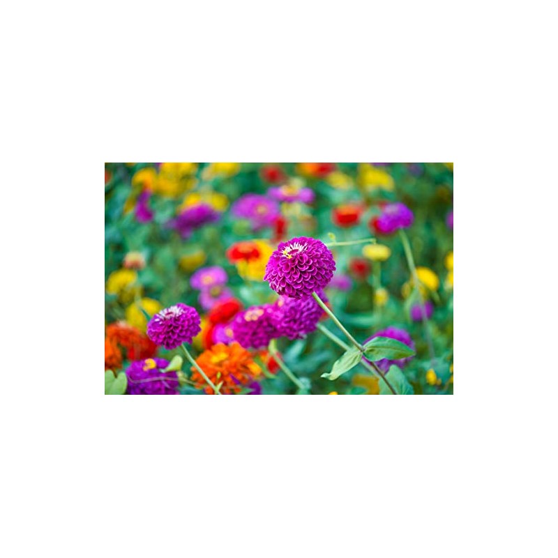 Cut and Come Back Zinnia Seeds for Planting - 250+