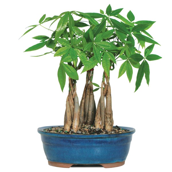 Brussel's Live Money Tree Grove Indoor Bonsai - 4 Years Old; 10" to 14" Tall with Decorative Container
