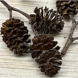 Awesome Aquatic Alder & Casuarina Cones Betta Shrimp Tank Promotes Natural Habitat, Breeding, Tannin Producing Improves Immunity, Easy to Use (25 Pack Alder)