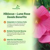 Outsidepride Luna Rose Hibiscus Seeds - 10 Pcs Perennial Flower