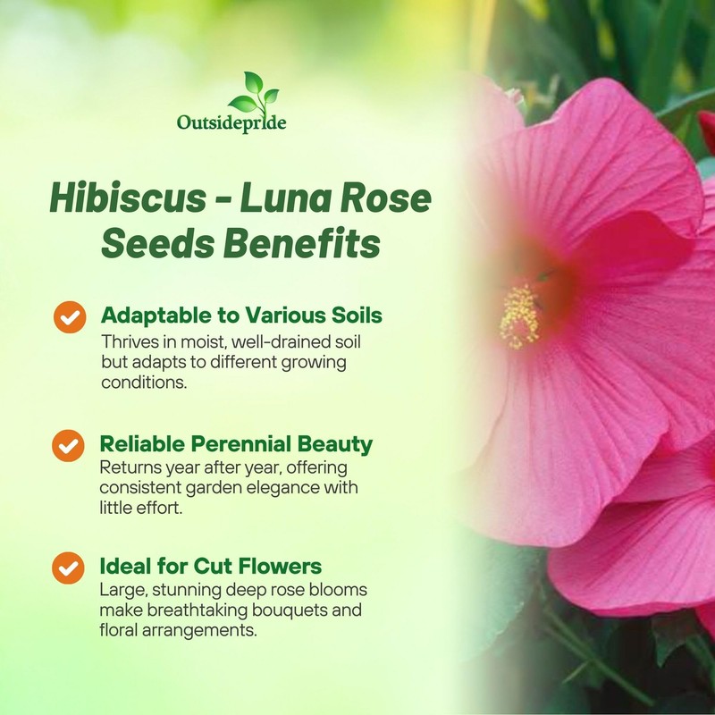 Outsidepride Luna Rose Hibiscus Seeds - 10 Pcs Perennial Flower