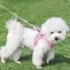 Pechera Arnés Transpirable Cómodo con Correa para Perro Gato,con Tira