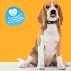 MASCRETTA Collar para Perro con diseño Ajustable de Algodón Compatible