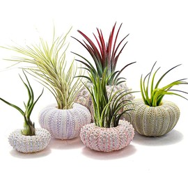HEEPDD 5Pcs Conch Plant Holders, Mini Sea Urchin Shell Air Plant Holders Decorative Pot Tabletop Succulent Display Container for Home Garden Beach Theme Party Favors