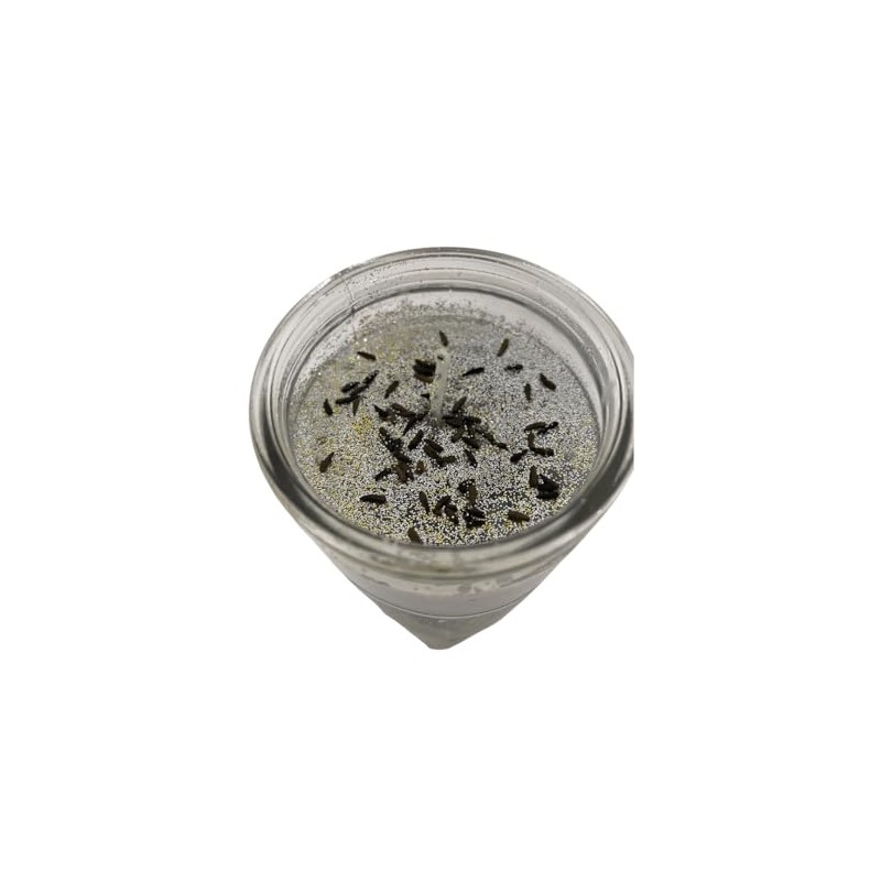 Arrasa con Todo Veladora Preparada/Destroy Everything Prepared Ritual Candle