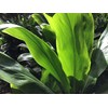 HAWAIIAN GREEN TI LEAF PLANT 2 LOGS ~ GROW HAWAII