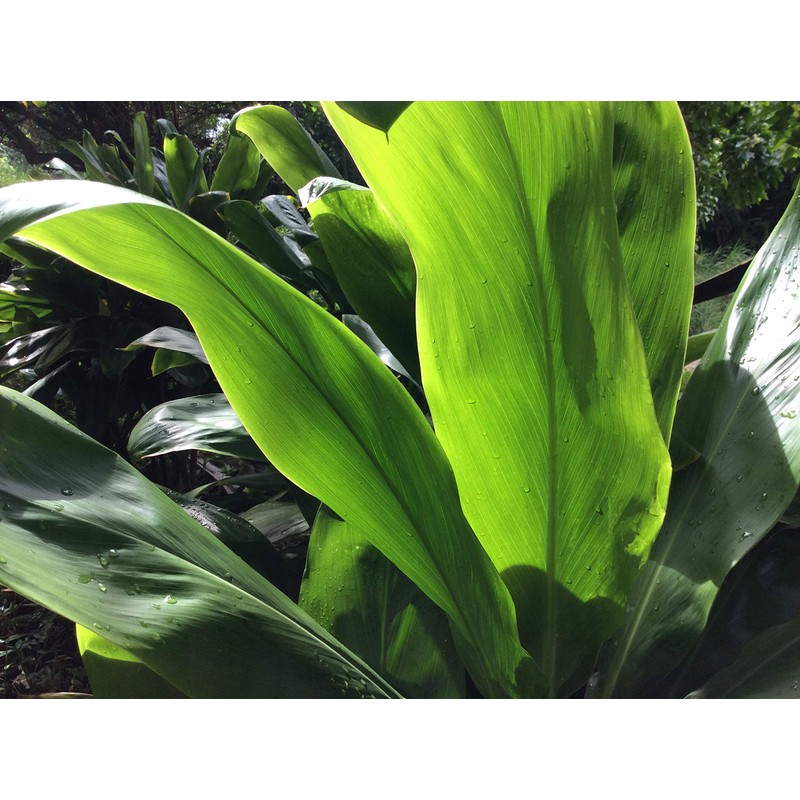 HAWAIIAN GREEN TI LEAF PLANT 2 LOGS ~ GROW HAWAII