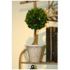 Mills Floral Company Box Topiary, Single, Large, 6" x 16"