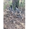 The Antler Store One Top-Grade Craft Whitetail Deer Antler Shed