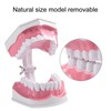 Adult Dental Teeth Model and Toothbrush with Removable High Grade