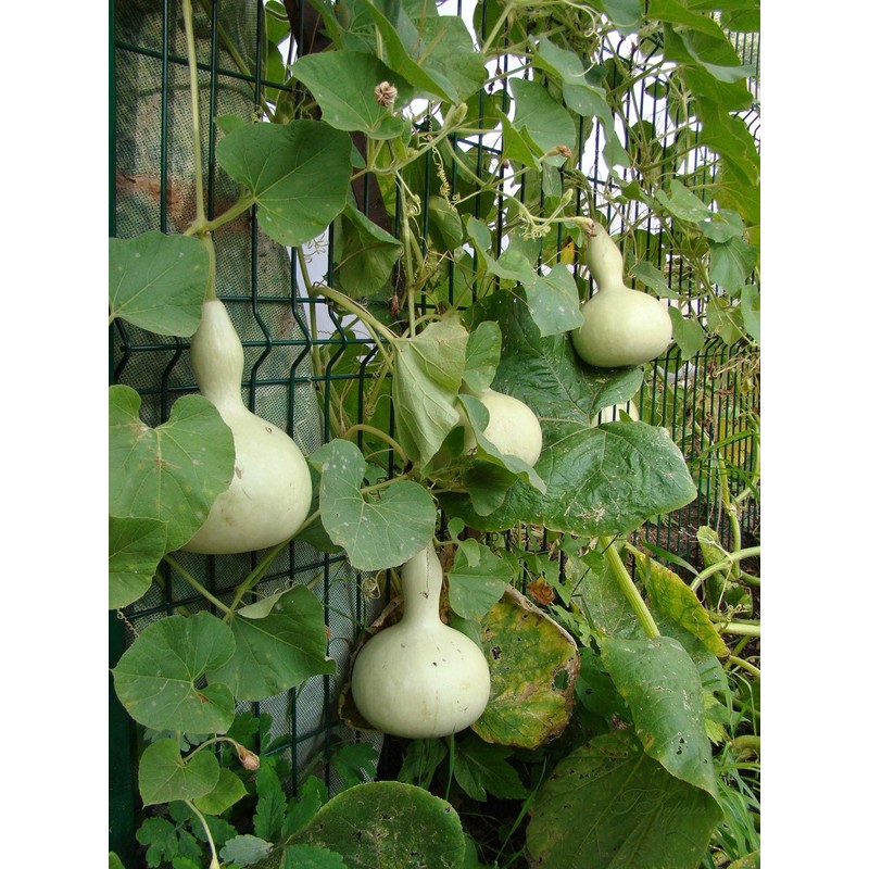 RAISE ME UP: Seeds Bottle Gourd Green Calabash Lagenaria Non