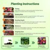 Outsidepride Mix Verbena Seeds for Planting - 1000 Pcs. Annual,