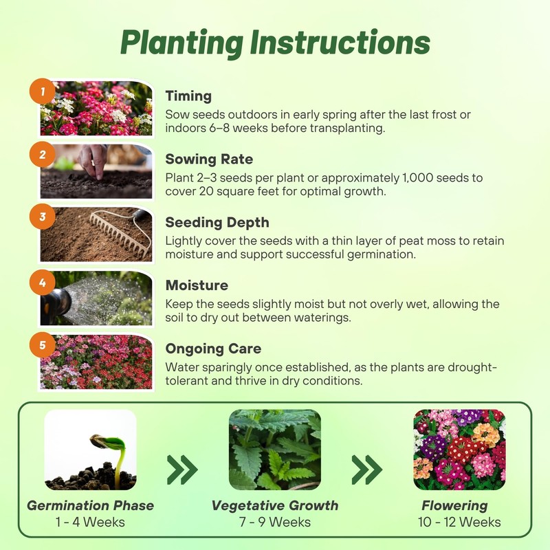 Outsidepride Mix Verbena Seeds for Planting - 1000 Pcs. Annual,