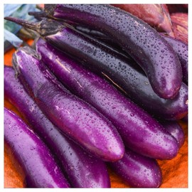 Everwilde Farms - 1 Lb Long Purple Eggplant Seeds - Gold Vault