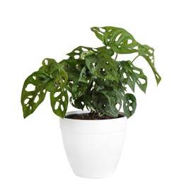 United Nursery Monstera Adansonii – Swiss Cheese Plant in 6” White Décor Pot – 12–16 Inches Tall – Stylish, Easy-Care Indoor Vine – Air-Purifying Tropical Houseplant for Home or Office