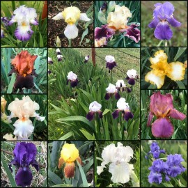 Random Okie Farms Fresh Sprouted Mixed BEARDED IRIS RHIZOME Bulbs (Choose your size) - Item Package Quantity: 25