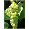 Generic Thompson Seedless Table Grapes - one Year Old Potted