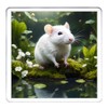 Rat Coaster Set. 4 different Rat Pictures on 10cm x
