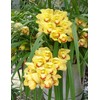 Nutricote Total 18-6-8 180 Day 1 lb Time Release Fertilizer.