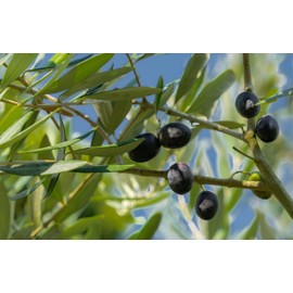 Iki Olive Garden - iki olive - Olive Brief Powder [Olive Leaf Chicken 25g x 2 Bags]