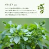 100% Natural Oregano Oil 30ml Essential Oil Essential Oil Aroma