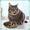 Gerrii 6 Pieces Shallow Cat Food Dish, Whisker Friendly, Lightweight,