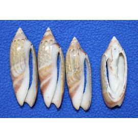 30- Grey Ancill Olive Seashells for Crafts, Natural Marble Pattern, Beach Art, Sailors Valentines, Seashell Jewelry Supply, CS-22