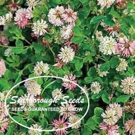 SCARBOROUGH SEEDS White Dutch Clover 1000 Seeds Lawns and Ground Cover