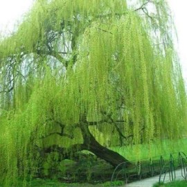 CZ Grain 5 Bright Green Willow Tree Cuttings to Grow - Weeping Flower